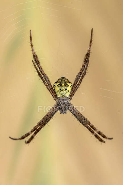 Araña en una tela de araña, Indonesia - foto de stock