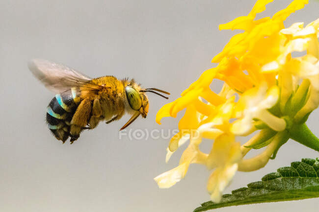 Biene bestäubt eine Blume, Indonesien — Stockfoto