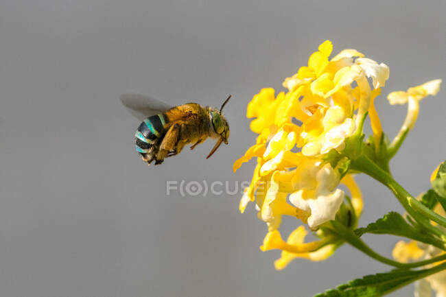 Bee pollinating a flower, Indonesia — Stock Photo