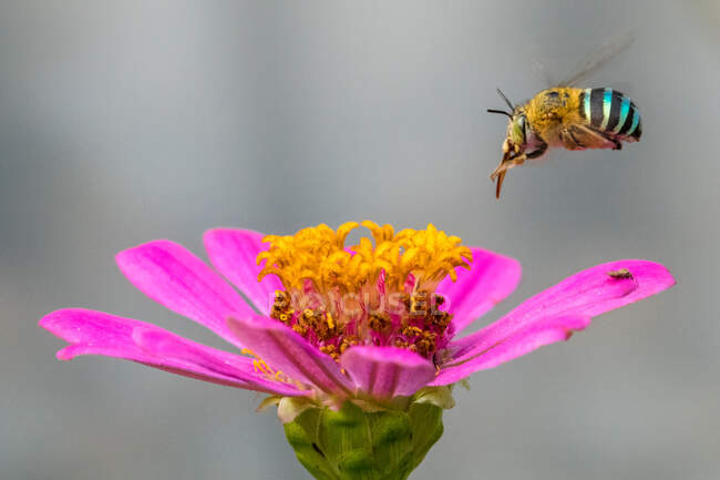 Biene bestäubt eine Blume, Indonesien — Stockfoto