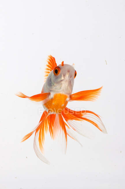 Beautiful goldfish on light background, close view — Stock Photo