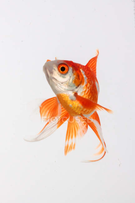 Красива золота рибка на світлому фоні, вид зблизька — стокове фото