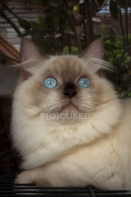 Retrato de un gato del Himalaya - foto de stock