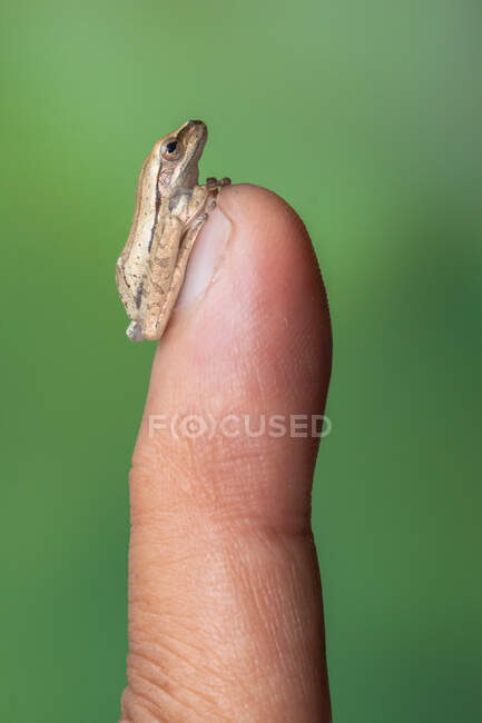 Miniature tree frog on a person's finger, Indonesia — Stock Photo