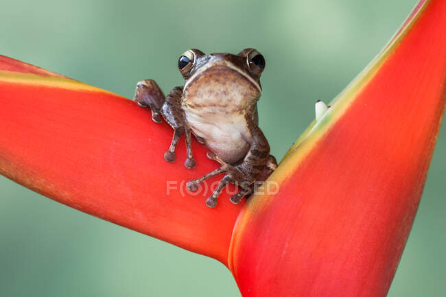 Portrait d'une grenouille assise sur une fleur d'héliconie, Indonésie — Photo de stock