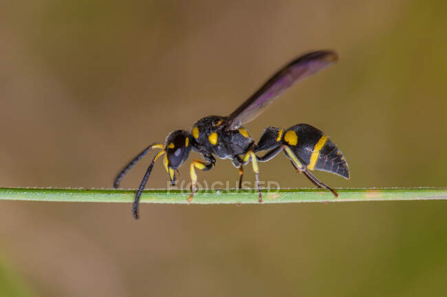 Retrato de uma vespa em uma planta, Indonésia — Fotografia de Stock