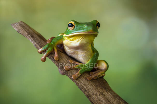 Retrato de una rana de labios blancos en una rama, Indonesia - foto de stock