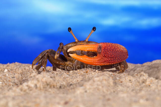 Close-up retrato de um caranguejo violinista na praia, Indonésia — Fotografia de Stock