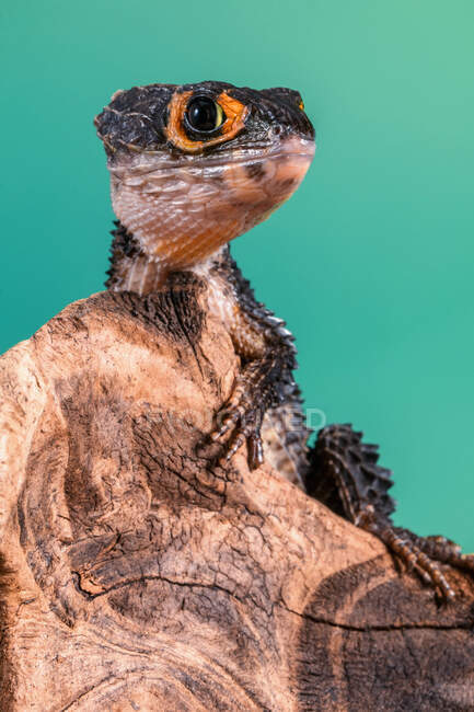 Red-eyed crocodile skink on a piece of wood, Indonesia — Stock Photo