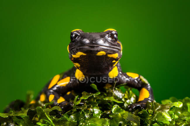 Retrato de una salamandra tigre, Indonesia - foto de stock