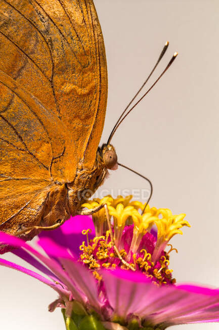 Primer plano de una mariposa sobre una flor, Indonesia - foto de stock