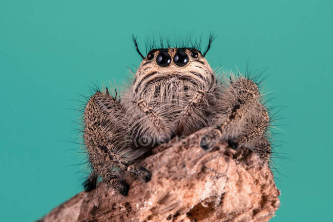 Portrait of a jumping spider on a piece of wood, Indonesia — Stock Photo
