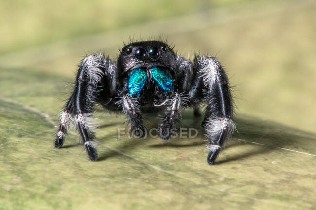 Portrait of a bold jumper, Indonesia — Stock Photo