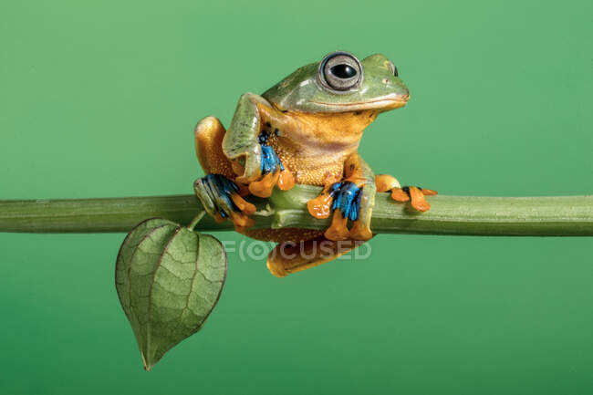Retrato de una rana voladora de Wallace en una planta de physalis, Indonesia - foto de stock