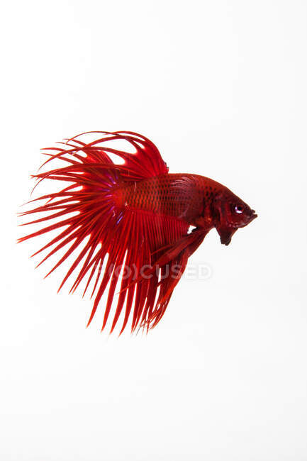 Beautiful red Betta fish on white background, close view — swimming, water  - Stock Photo | #462926316