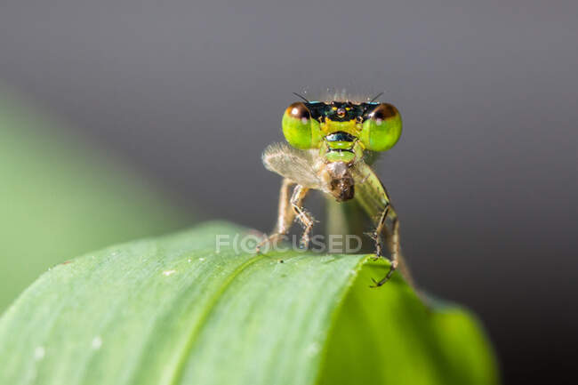 Close-up of a damselfly on a leaf, Indonesia — Stock Photo