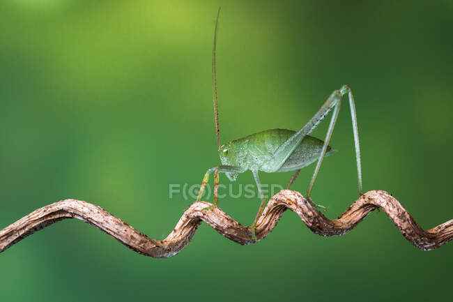 Portrait d'un cricket sur une branche tordue, Indonésie — Photo de stock