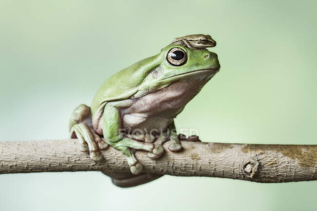 Miniature frog sitting on top of a dumpy tree frog on a branch, Indonesia — Stock Photo