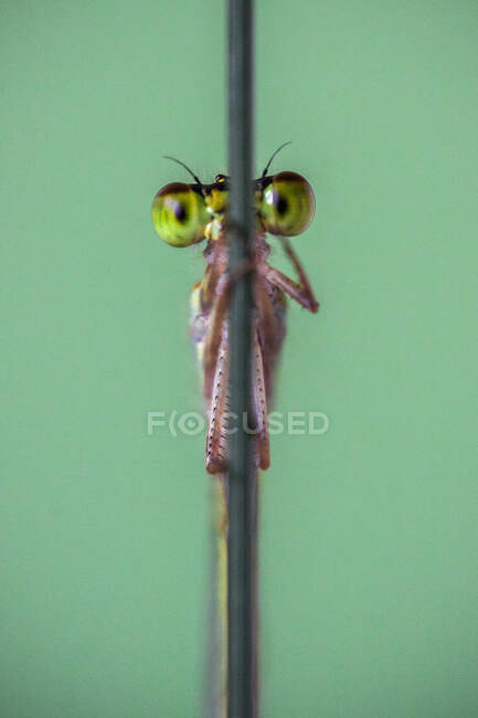 Primer plano de una mosca damisela escondida detrás de un tallo vegetal, Indonesia - foto de stock