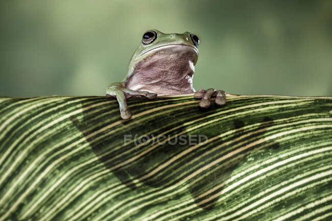Dumpy tree frog hiding behind a leaf, Indonesia — Stock Photo