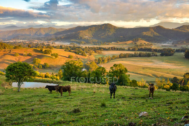 Коровы, стоящие на ферме, Фед Вэлли, Новый Южный Уэльс, Австралия — стоковое фото