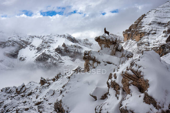 Capra in piedi in montagna, Tofana de Rozes, Parco Naturale delle Dolomiti d'Ampezzo vicino Cortina d'Ampezzo, Alto Adige, Italia — Foto stock