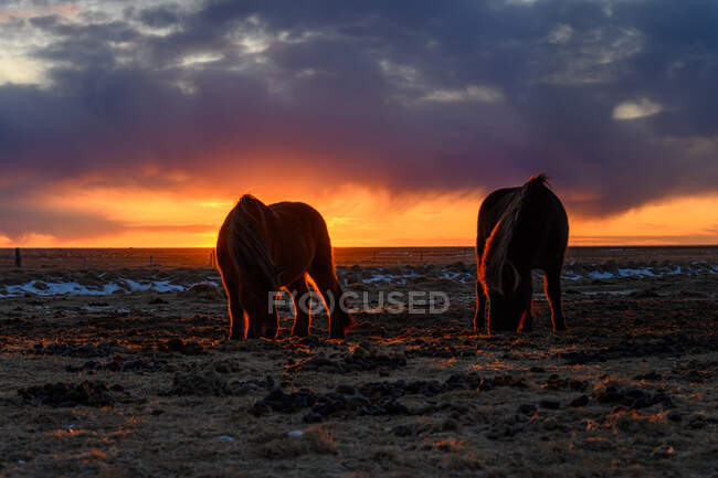 Caballos islandeses pastando en un campo, Islandia - foto de stock