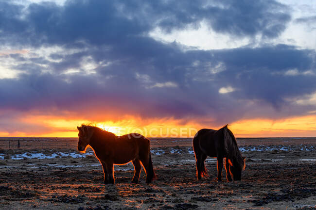 Cavalos islandeses pastando em um campo, Islândia — Fotografia de Stock