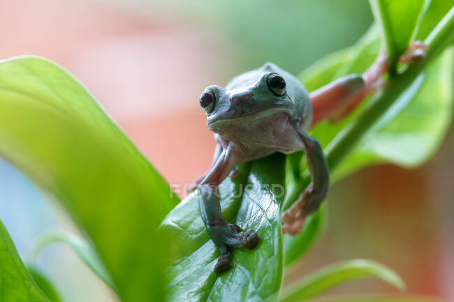 Retrato de una rana voladora de Wallace sentada en una planta, Yakarta, Indonesia - foto de stock