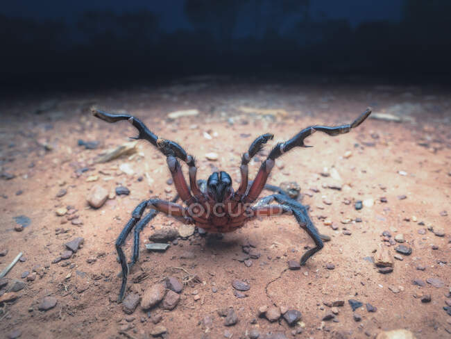 Портрет агресивного павука - самки (Австралія). — стокове фото