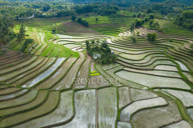 Luftaufnahme von Reisterrassenfeldern, Mareje, Lombok, West Nusa Tenggara, Indonesien — Stockfoto