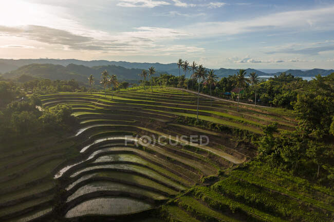 Террализованные рисовые поля, Маредже, Ломбок, Западная Нуса Тенггара, Индонезия — стоковое фото