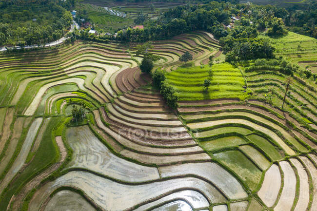 Vista aérea dos campos de arroz em terraços, Mareje, Lombok, West Nusa Tenggara, Indonésia — Fotografia de Stock