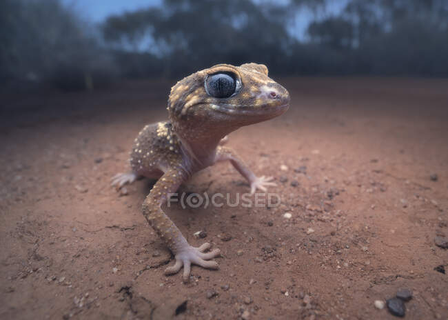 Retrato de un geco ladrador (Underwoodisaurus milii) The Mallee, Victoria, Australia - foto de stock