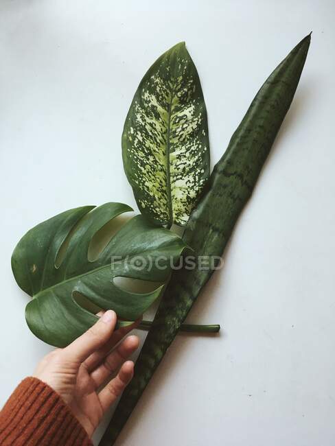 Mano della donna toccante, Sansevieria, Monstera e Splash foglie di Dieffenbachia — Foto stock