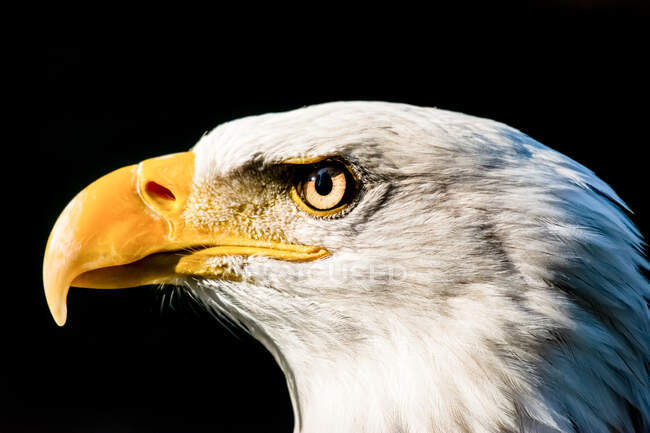 Close-up de uma Águia Careca, Canadá — Fotografia de Stock
