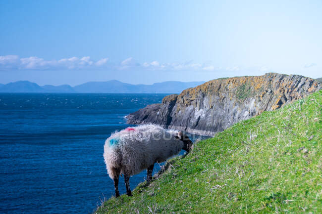 Ovejas de pie en una colina costera empinada pastoreo, Isla de Skye, Escocia, Reino Unido - foto de stock