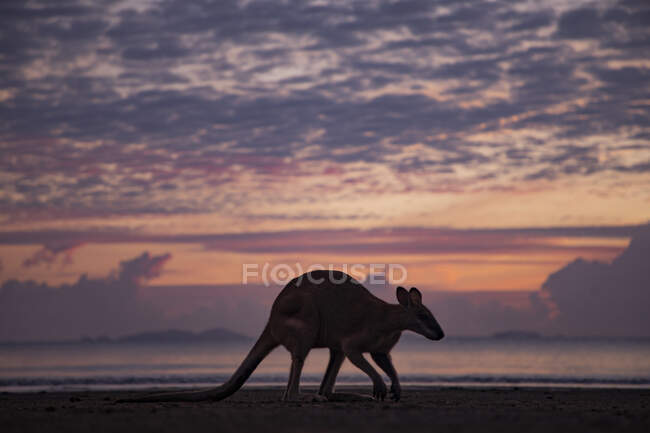 Silhouette of a kangaroo on beach at sunrise, Queensland, Australia — Stock Photo