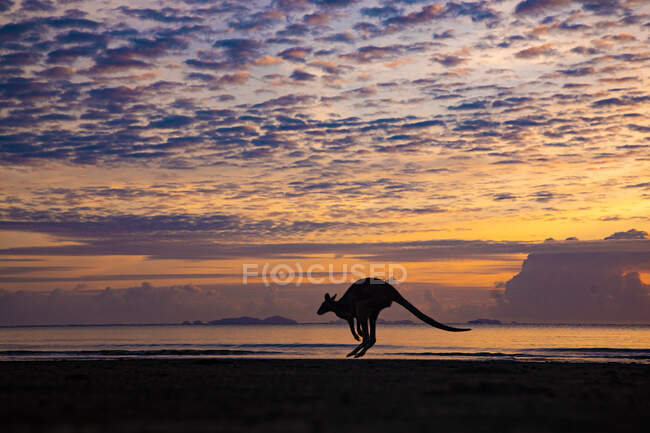 Silhouette eines Kängurus, das am Strand springt, Queensland, Australien — Stockfoto