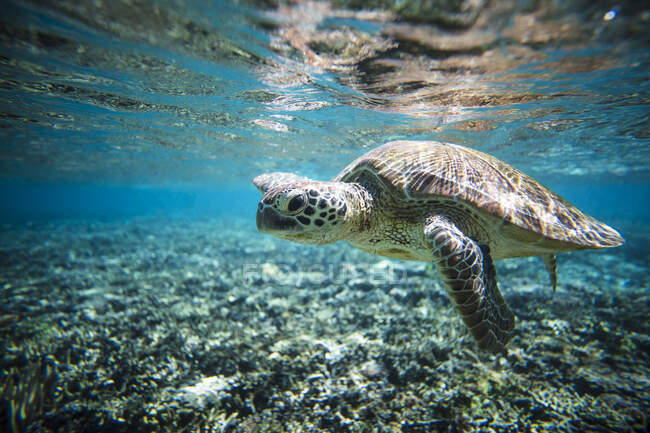 Schildkröten schwimmen unter Wasser, Lady Elliot Island, Great Barrier Reef, Queensland, Australien — Stockfoto