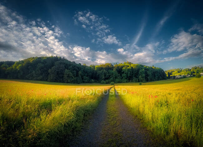 Strada attraverso un campo di grano con papaveri, Neuenhof, Argovia, Svizzera — Foto stock