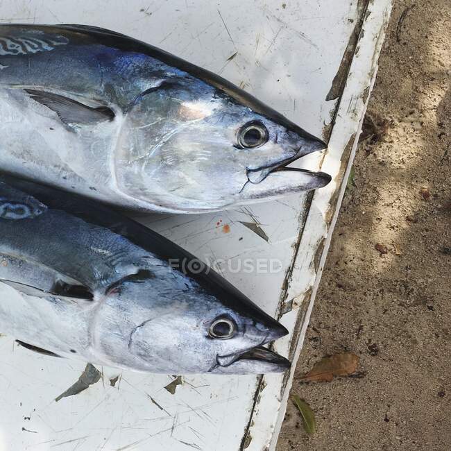 Due pesci su un tavolo sulla spiaggia, Seychelles — Foto stock