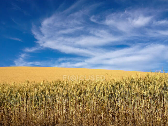 Campo de trigo perto de Red Deer, Alberta, Canadá — Fotografia de Stock