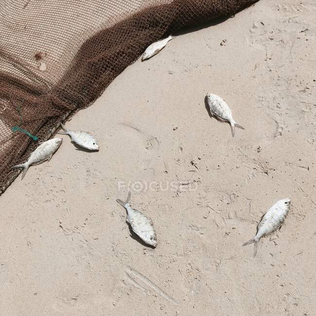 Pequena captura de peixe ao lado de uma rede de pesca na praia, Seychelles — Fotografia de Stock