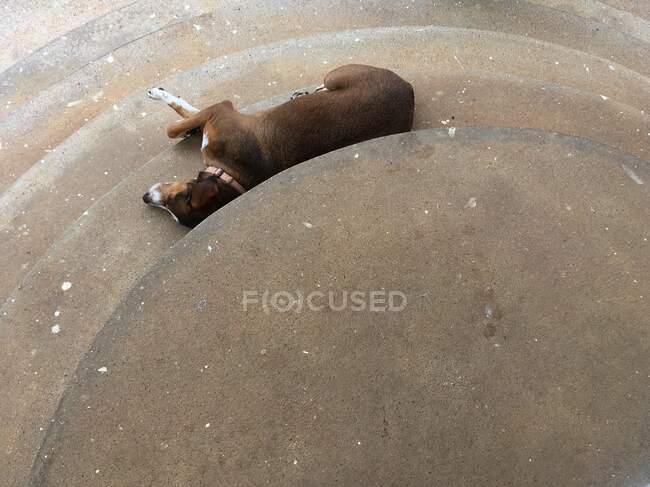 Vista aerea di un cane sdraiato su gradini — Foto stock