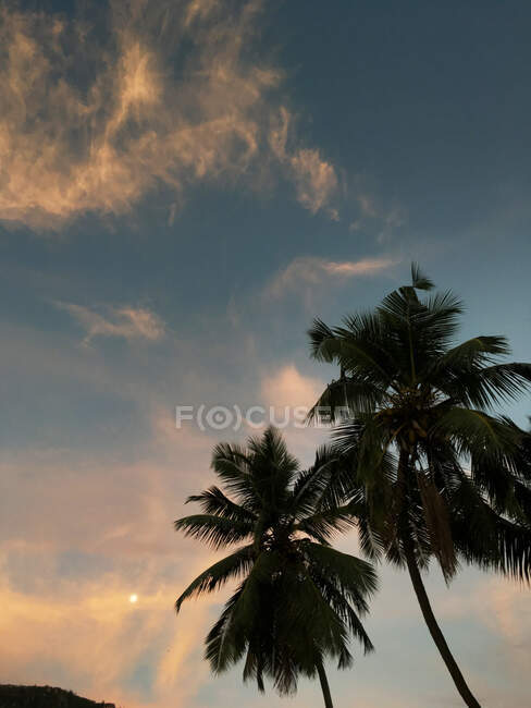 Силует двох пальм на заході сонця (Сейшельські острови). — стокове фото