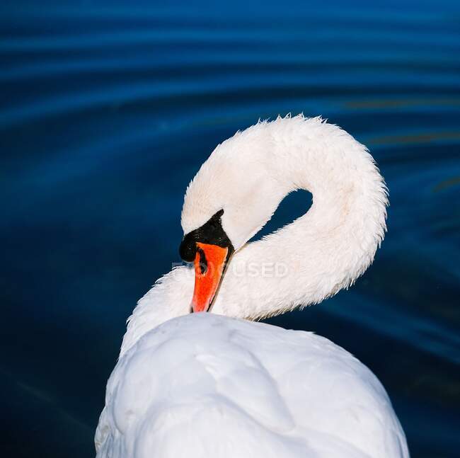 Retrato de un cisne adornando sus plumas, Suiza - foto de stock