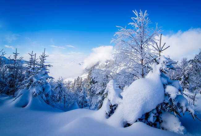 Ibergeregg im Schnee, Schwyz, Schweiz — Stockfoto