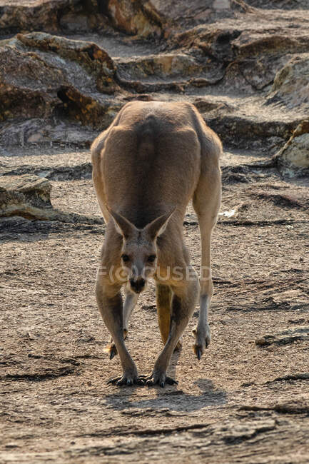 Hombre Eastern Grey Canguro, North Gorge, North Stradbroke Island, Queensland, Australia - foto de stock