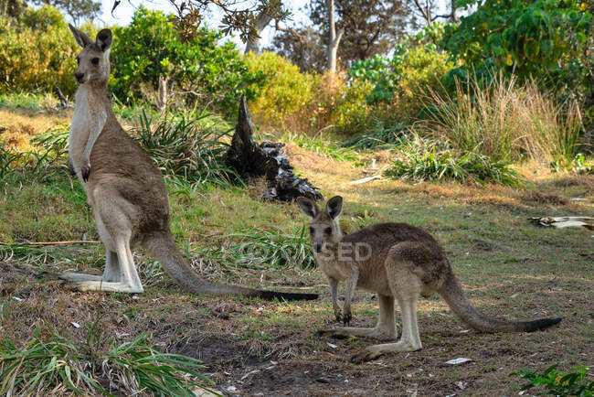 Eastern grey kangaroo and her  joey, North Stradbroke Island, Queensland, Australia — Stock Photo